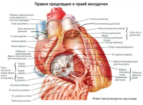 Srdce