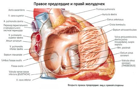 Srdce